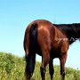 Quarter_Horse09