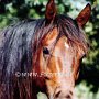 Quarter_Horse23