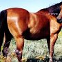 Quarter_Horse25