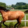 Quarter_Horse48