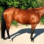 Quarter_Horse72