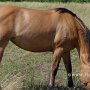 Quarter_Horse81_(1)