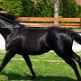 Quarter_Horse82_(14)