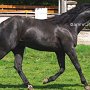 Quarter_Horse82_(48)