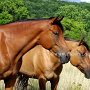 Quarter_Horse_und_PaintHorse1_(4)