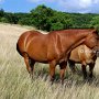 Quarter_Horse_und_Paint_Horse1_(3)