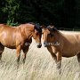 Quarter_Horse_und_Paint_Horse1_(4)