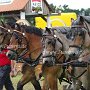 Rheinisch_Deutsches_Kaltblut-G4b(14)
