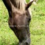 Rocky_Mountain_Horse1_(1)