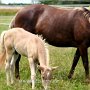Rocky_Mountain_Horse1_(10)
