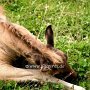 Rocky_Mountain_Horse1_(12)