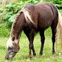 Rocky_Mountain_Horse1_(6)
