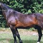 Saechsisch-Thueringisches_Schweres_Warmblut0(5)