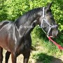 Saechsisch-Thueringisches_Schweres_Warmblut1(20)