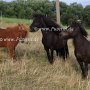 Falabella_Pferd+Shetland_Pony1(1)