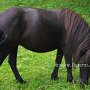 Shetland_Pony3(1)