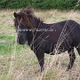 Shetland_Pony3(13)