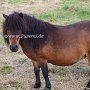 Shetland_Pony3(15)
