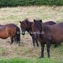 Shetland_Pony3(17)