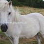 Shetland_Pony3(20)