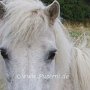 Shetland_Pony3(20a)
