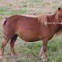 Shetland_Pony3(24)