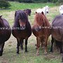 Shetland_Pony3(25)