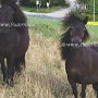 Shetland_Pony3(30)