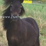 Shetland_Pony3(32)