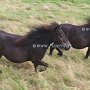 Shetland_Pony3(35)