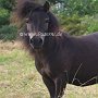 Shetland_Pony3(38)