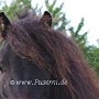 Shetland_Pony3(39)