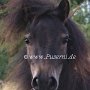 Shetland_Pony3(40)