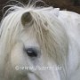 Shetland_Pony3(5)