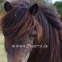 Shetland_Pony3(8)