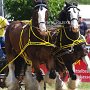 Shire_Horse-G12a(13)