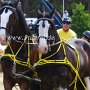 Shire_Horse-G12a(5)