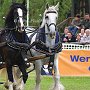 Shire_Horse-G2a(7a)