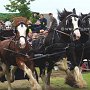 Shire_Horse-G4b(1)