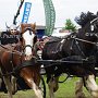 Shire_Horse-G4b(2)