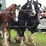 Shire_Horse-G4b(3)