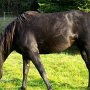 Tennessee_Walking_Horse100