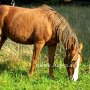 Tennessee_Walking_Horse101