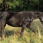 Tennessee_Walking_Horse112