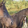 Tennessee_Walking_Horse147