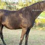 Tennessee_Walking_Horse149