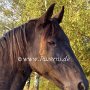 Tennessee_Walking_Horse150