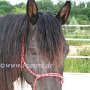 Tennessee_Walking_Horse153(3)
