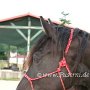 Tennessee_Walking_Horse153(4)