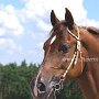 Tennessee_Walking_Horse154(1)